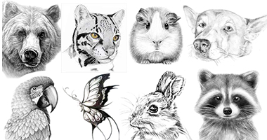 8 Week Animal Sketching Club