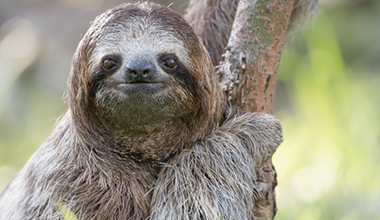 All About Sloths