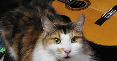 Classical Guitartar Fun Fun Fun