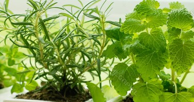  Indoor Gardening: Reduce, Reuse, Recycle 