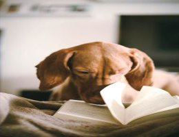 Bring Your Pet to Class Day