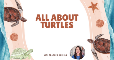 All About Turtles